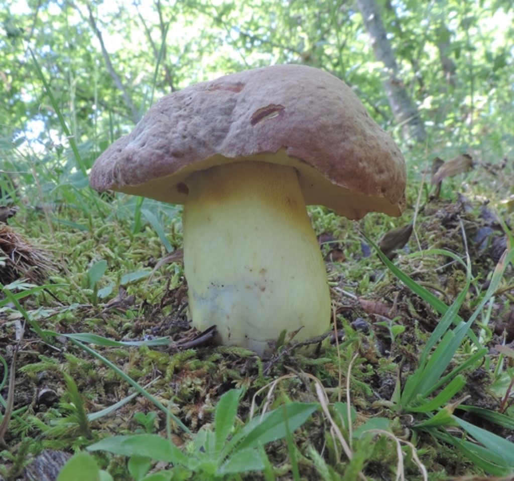 Boletus 3